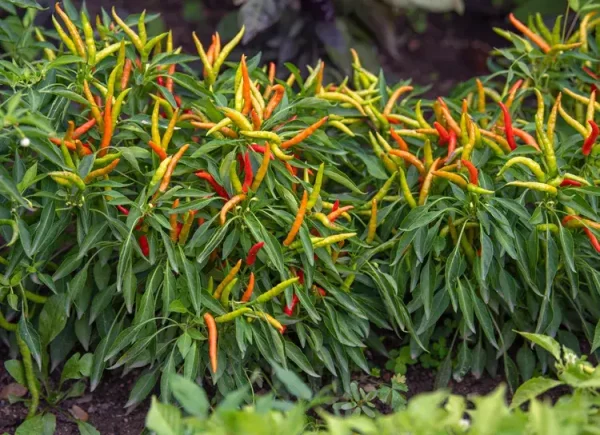 venas-chilli-pepper2