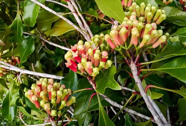 venas-cloves2