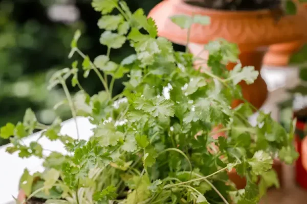 venas-coriander