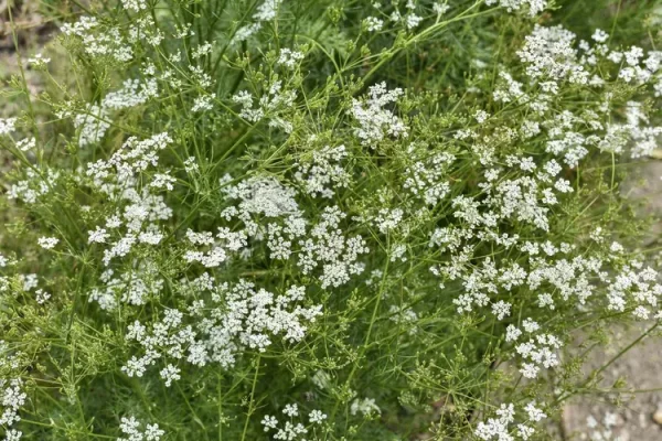 venas-cumin2
