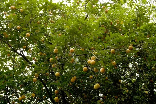 venas-nutmeg2