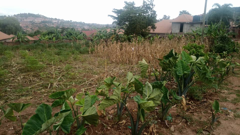 Land Fenced Plots Kajjansi (48.9 Decimals)